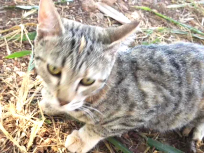 Gato ra a SRD  idade 1 ano nome Fefe 