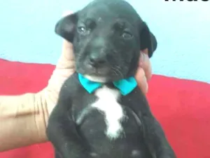 Cachorro raça SEM RAÇA DEFINIDA.  idade Abaixo de 2 meses nome SEM NOME.