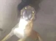 Cara preta