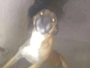 Cachorro raça Viralata idade 4 anos nome Cara preta