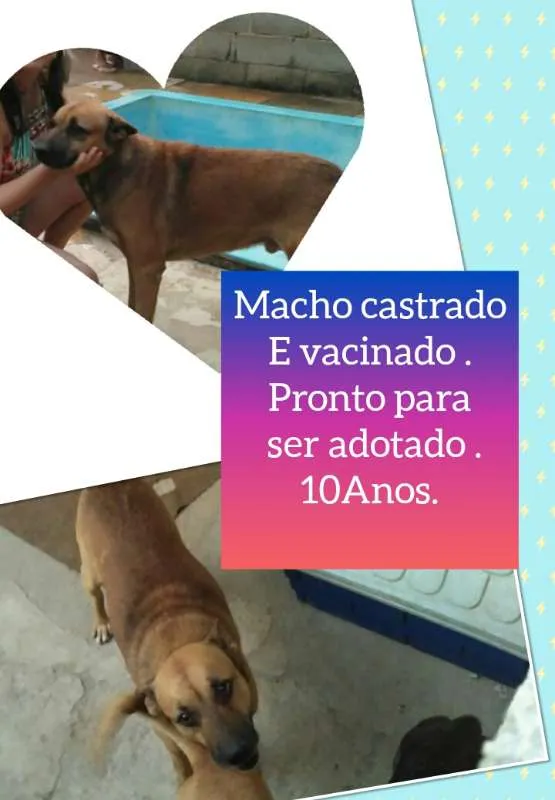 Cachorro ra a SRD idade 6 ou mais anos nome Guerreiro