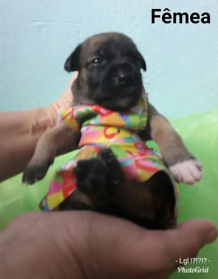 Cachorro ra a SEM RAÇA DEFINIDA.  idade Abaixo de 2 meses nome SEM NOME. 