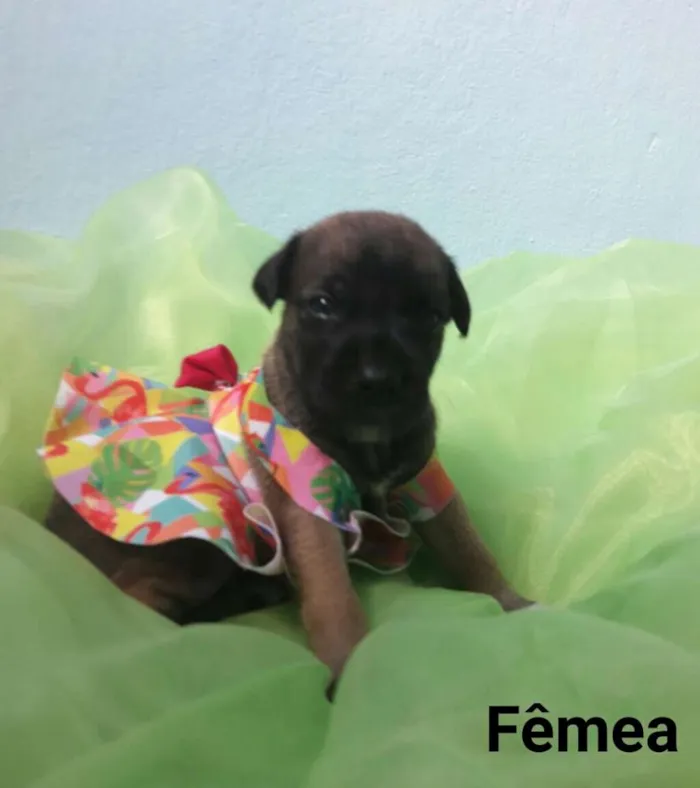 Cachorro ra a SEM RAÇA DEFINIDA.  idade Abaixo de 2 meses nome SEM NOME. 