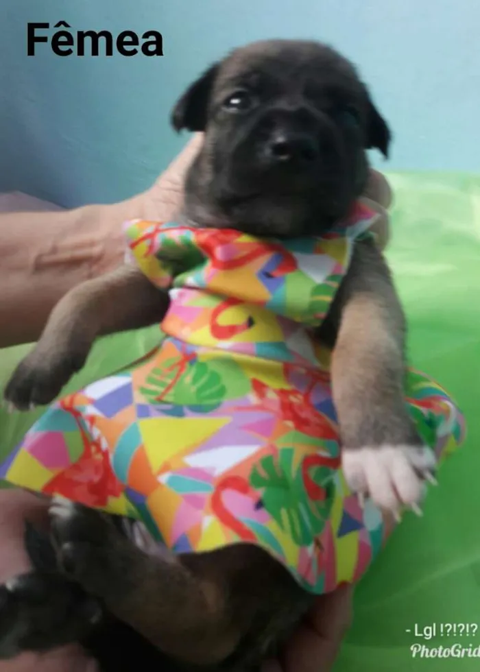 Cachorro ra a SEM RAÇA DEFINIDA.  idade Abaixo de 2 meses nome SEM NOME. 