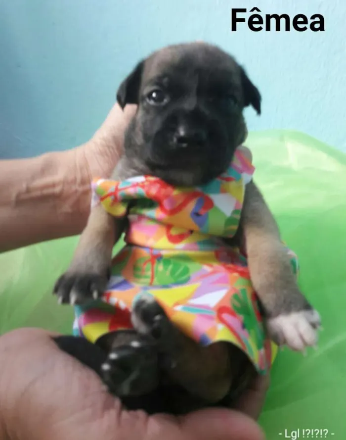 Cachorro ra a SEM RAÇA DEFINIDA.  idade Abaixo de 2 meses nome SEM NOME. 