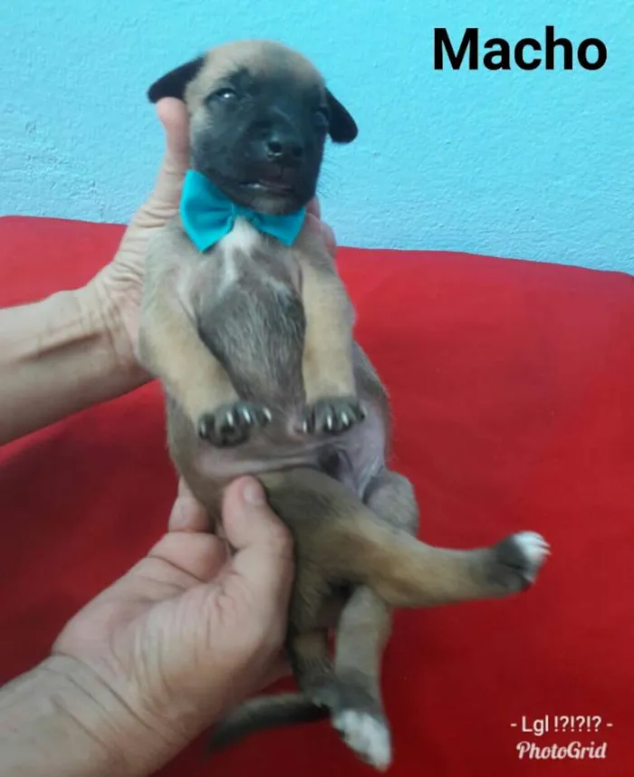 Cachorro ra a SEM RAÇA DEFINIDA.  idade Abaixo de 2 meses nome SEM NOME. 