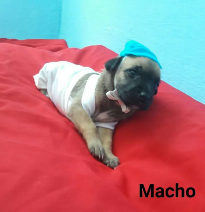 Cachorro ra a SEM RAÇA DEFINIDA.  idade Abaixo de 2 meses nome SEM NOME. 