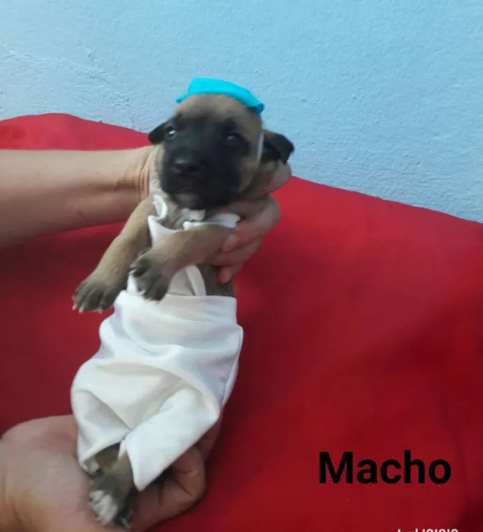 Cachorro ra a SEM RAÇA DEFINIDA.  idade Abaixo de 2 meses nome SEM NOME. 