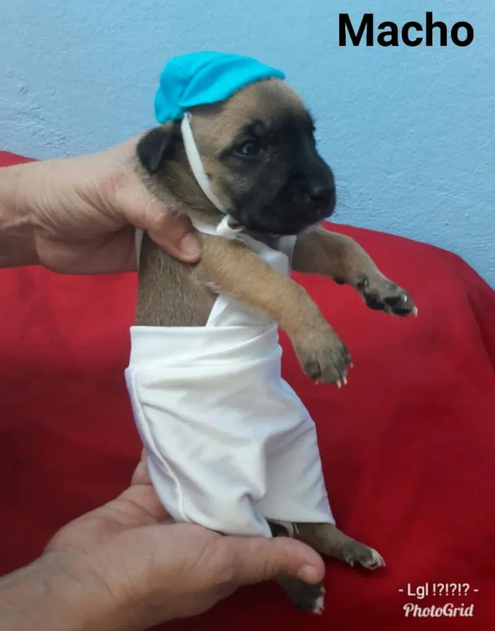Cachorro ra a SEM RAÇA DEFINIDA.  idade Abaixo de 2 meses nome SEM NOME. 