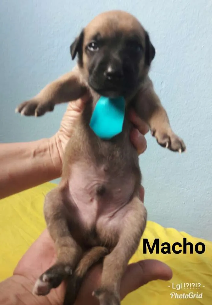 Cachorro ra a SEM RAÇA DEFINIDA.  idade Abaixo de 2 meses nome SEM NOME. 