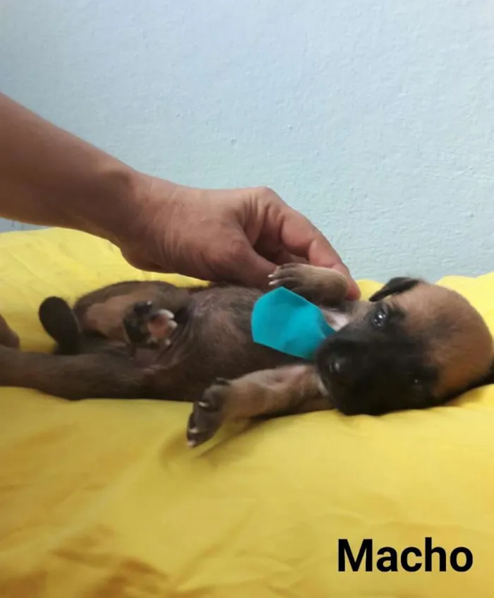 Cachorro ra a SEM RAÇA DEFINIDA.  idade Abaixo de 2 meses nome SEM NOME. 