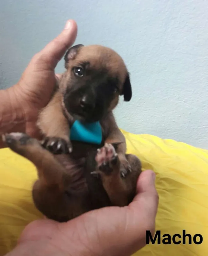 Cachorro ra a SEM RAÇA DEFINIDA.  idade Abaixo de 2 meses nome SEM NOME. 