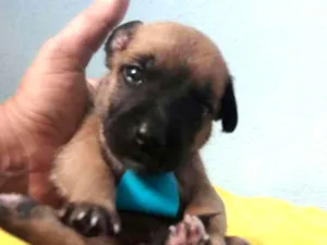 Cachorro raça SEM RAÇA DEFINIDA.  idade Abaixo de 2 meses nome SEM NOME. 