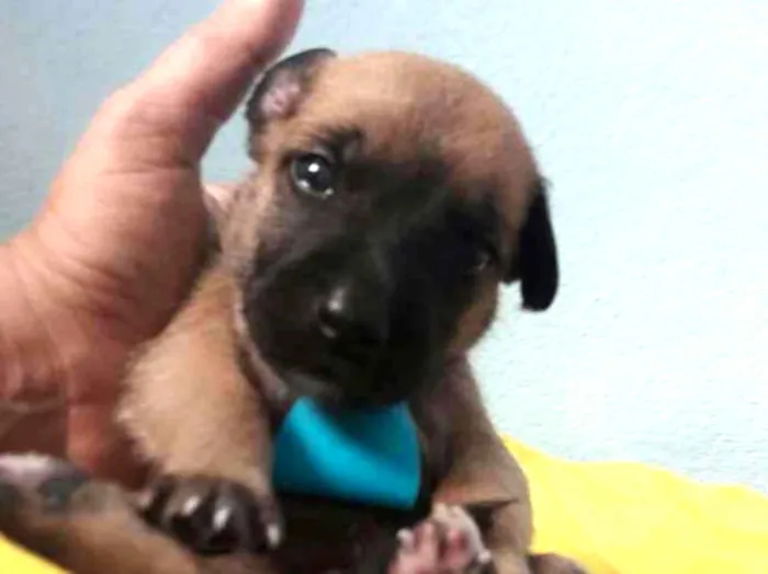 Cachorro ra a SEM RAÇA DEFINIDA.  idade Abaixo de 2 meses nome SEM NOME. 