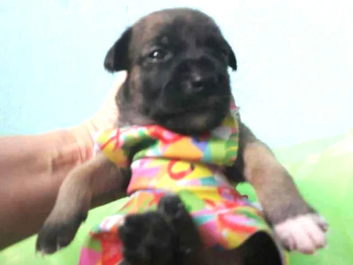 Cachorro ra a SEM RAÇA DEFINIDA.  idade Abaixo de 2 meses nome SEM NOME. 