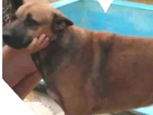 Cachorro raça SRD idade 6 ou mais anos nome Guerreiro