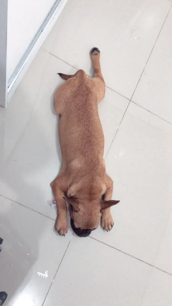 Cachorro ra a Buldogue Francês  idade 7 a 11 meses nome Wine