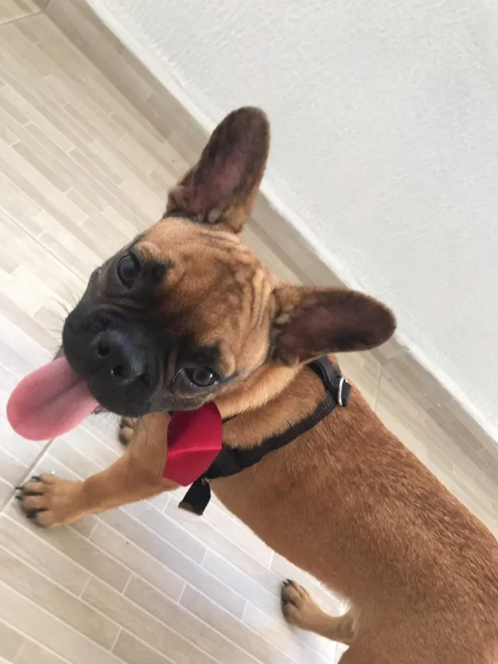 Cachorro ra a Buldogue Francês  idade 7 a 11 meses nome Wine