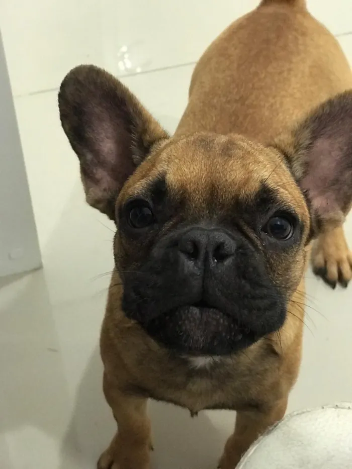 Cachorro ra a Buldogue Francês  idade 7 a 11 meses nome Wine