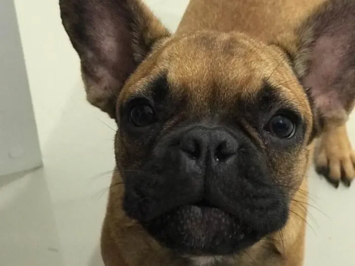 Cachorro ra a Buldogue Francês  idade 7 a 11 meses nome Wine