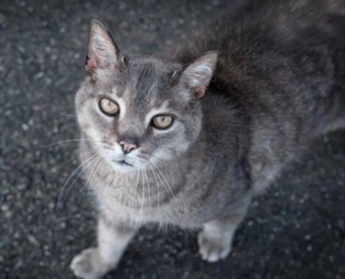 Gato ra a SRD idade 1 ano nome Pratinha 