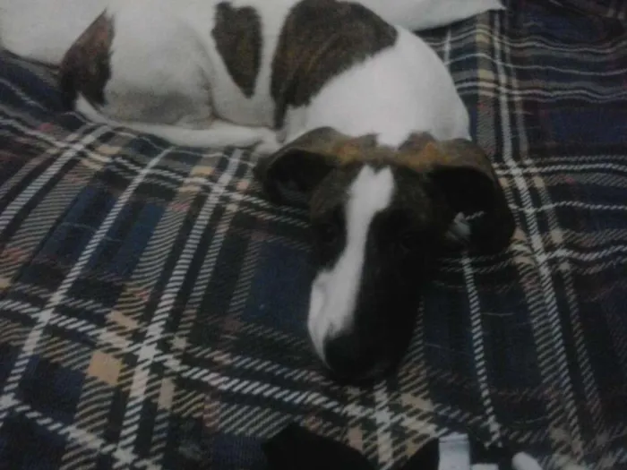 Cachorro ra a Sad idade 1 ano nome Luiz