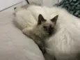 Pandora ou Channel