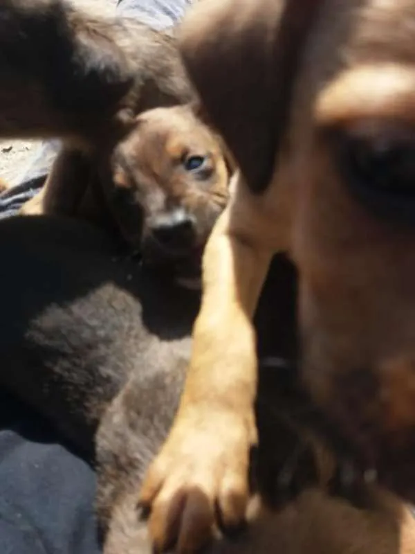 Cachorro ra a N idade Abaixo de 2 meses nome varios filhotes
