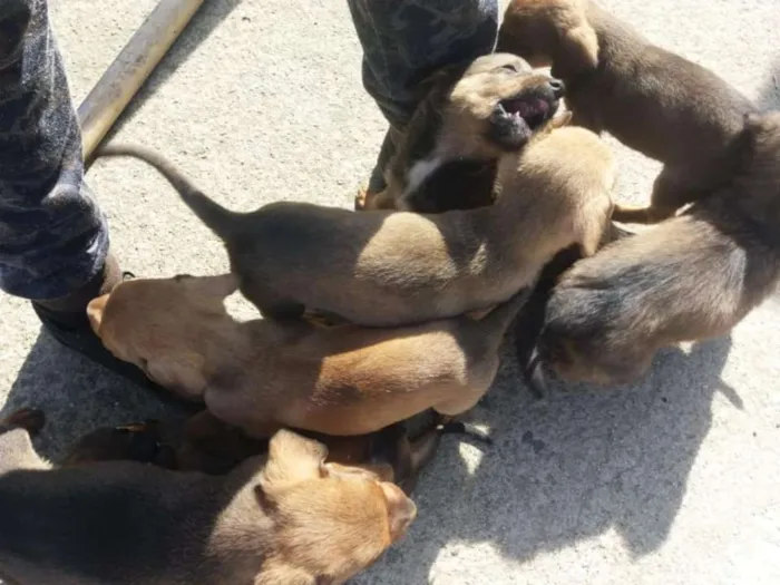 Cachorro ra a N idade Abaixo de 2 meses nome varios filhotes