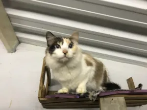 Gato raça  idade 7 a 11 meses nome Magda 