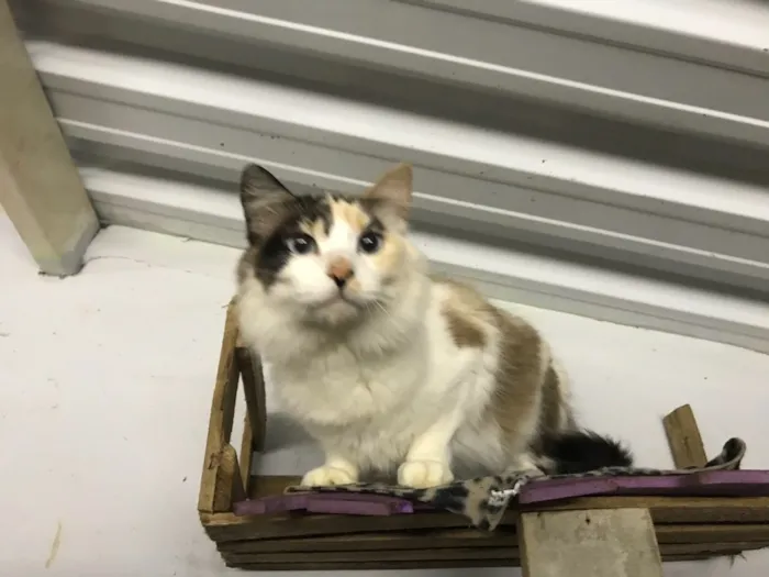 Gato ra a  idade 7 a 11 meses nome Magda 