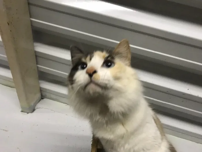 Gato ra a  idade 7 a 11 meses nome Magda 