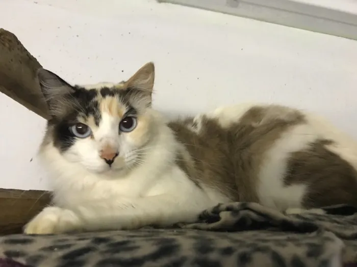 Gato ra a  idade 7 a 11 meses nome Magda 