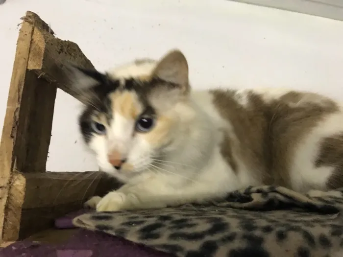 Gato ra a  idade 7 a 11 meses nome Magda 
