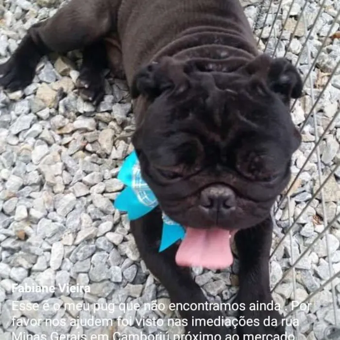 Cachorro ra a Pug idade 4 anos nome Tufão