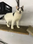 Nick