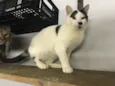 Nick