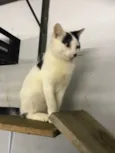 Nick