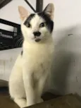 Nick