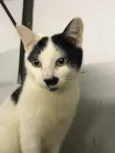 Nick