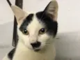 Nick