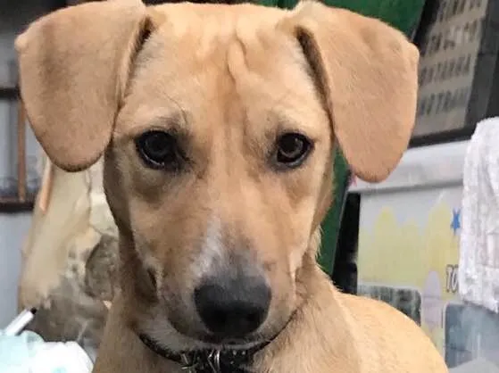 Cachorro ra a  idade 7 a 11 meses nome Paçoca 
