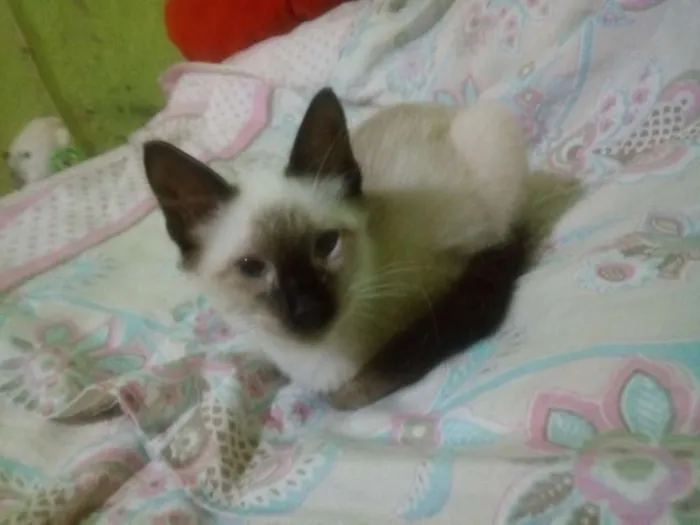 Gato ra a  idade 2 a 6 meses nome Sem nome