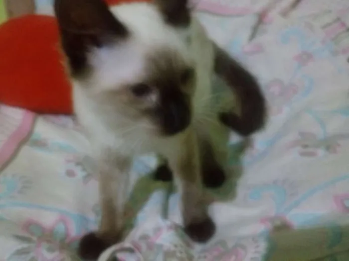 Gato ra a  idade 2 a 6 meses nome Sem nome