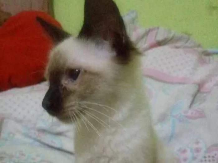 Gato ra a  idade 2 a 6 meses nome Sem nome
