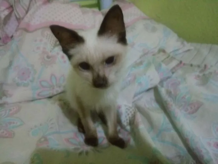 Gato ra a  idade 2 a 6 meses nome Sem nome