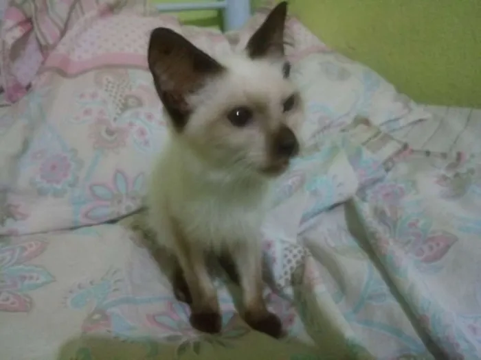 Gato ra a  idade 2 a 6 meses nome Sem nome