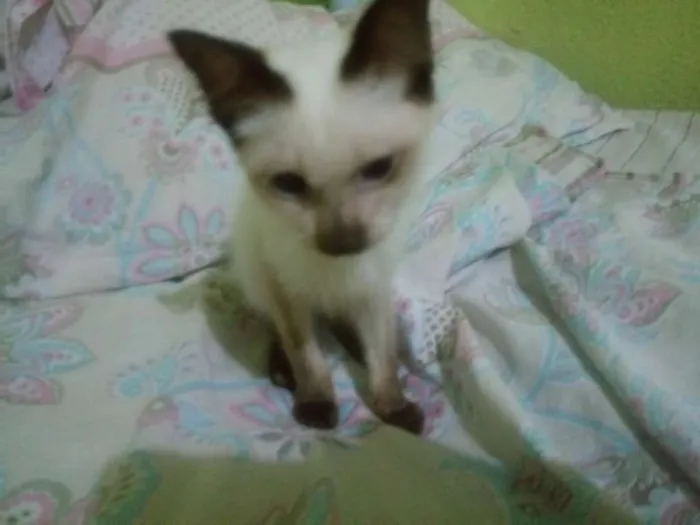 Gato ra a  idade 2 a 6 meses nome Sem nome