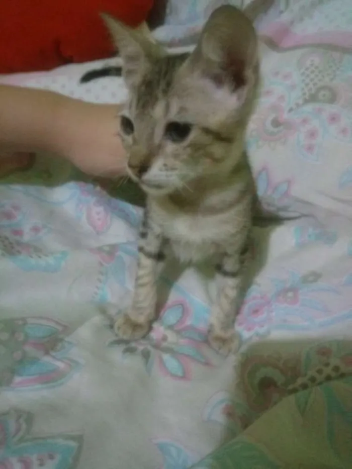 Gato ra a  idade 2 a 6 meses nome Sem nome