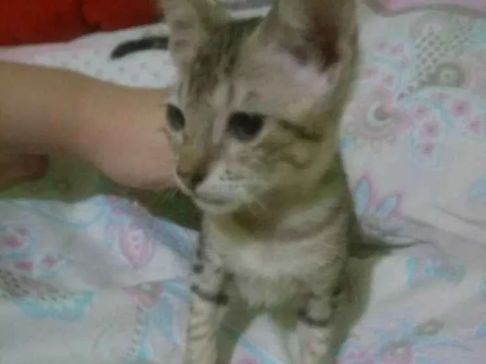 Gato ra a  idade 2 a 6 meses nome Sem nome
